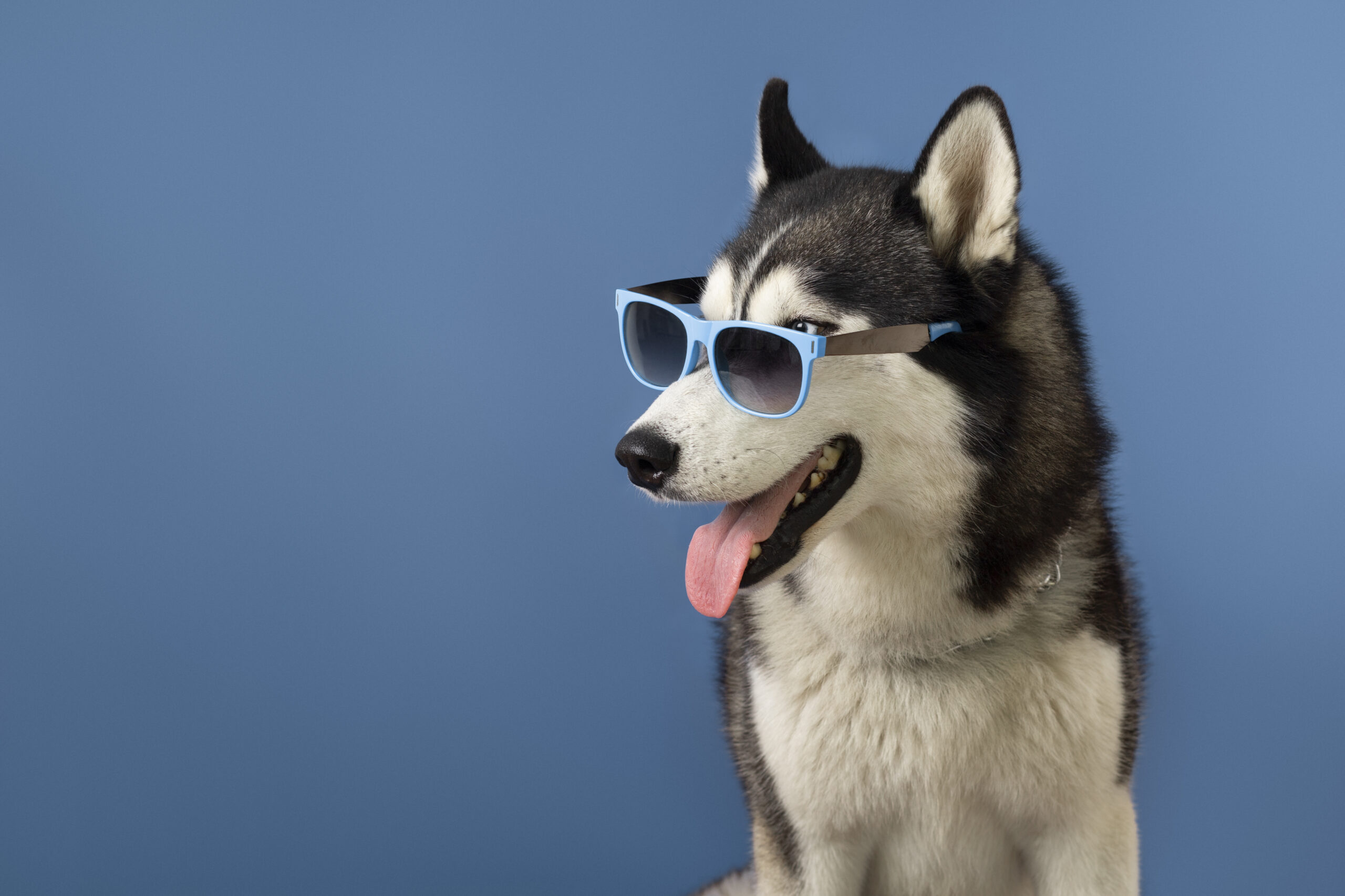 Cachorro com óculos