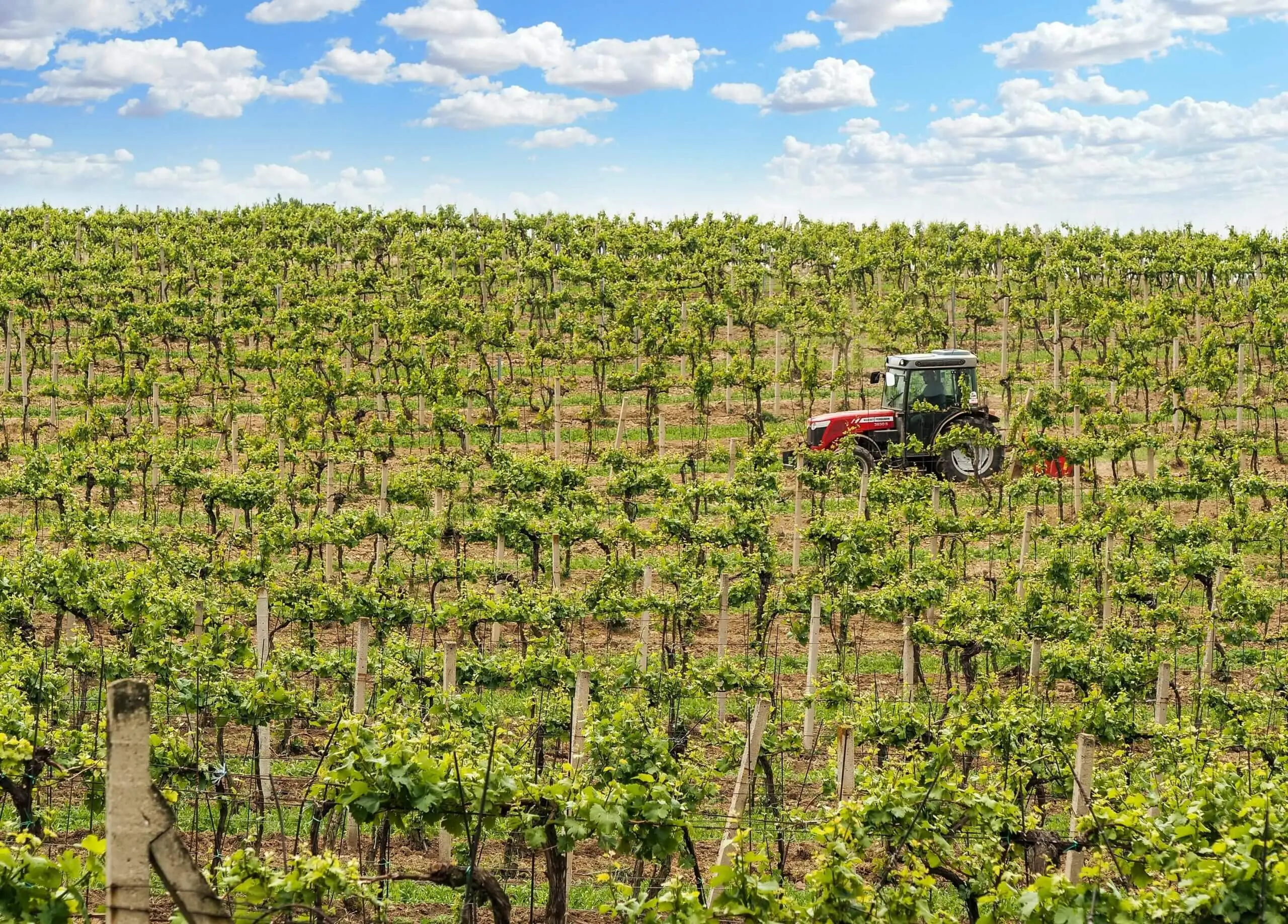 Produção de vinho verde em Portugal